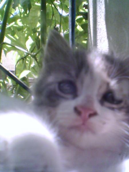 la chatte du coll&egrave;ge